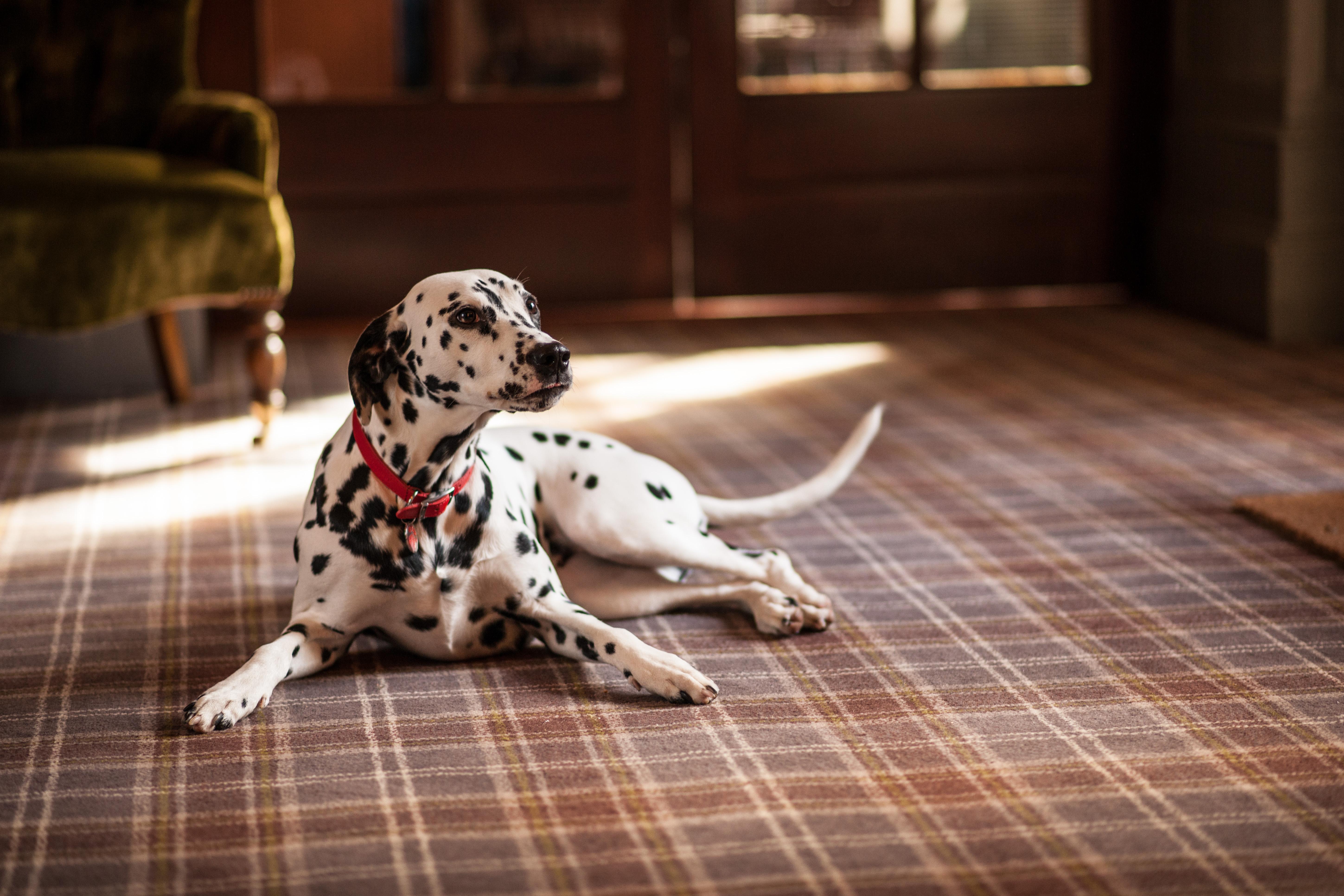 Balmoral Arms Otel Ballater Dış mekan fotoğraf